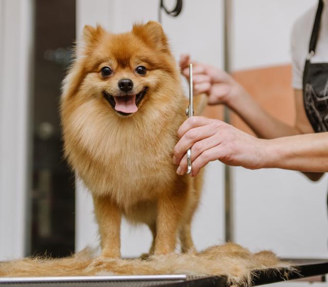 square of Dog Grooming Keeps a Pet Looking Great and Feeling Good