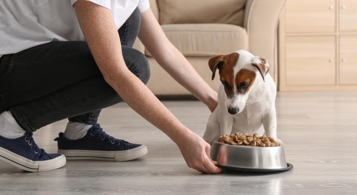 banner of Proper Dog Food Keeps Your Canine Healthy
