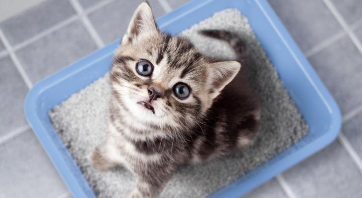 banner of A Quality Litter Box Reduces the Side Effects of Owning a Cat