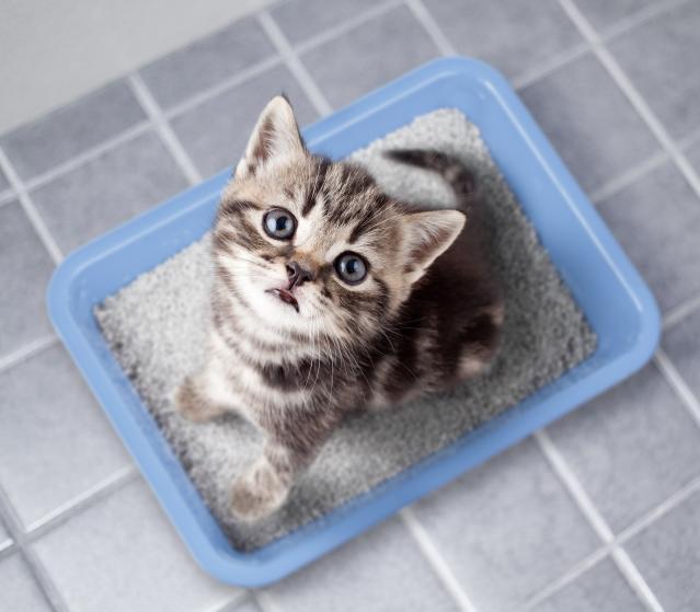 square of A Quality Litter Box Reduces the Side Effects of Owning a Cat